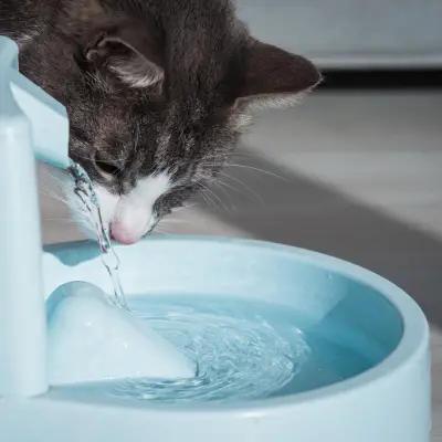 מזרקת מים לחתול - שתייה נקייה ובריאה לחתול שלך